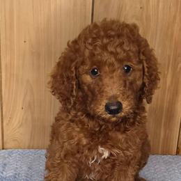 Blaze - Red  male Poodle puppy in Bonifay, Florida from Heavenly Poodles