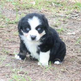 Fern - Black tri-color female Australian Shepherd puppy in Macon, Georgia from Shaina’s Shepherds
