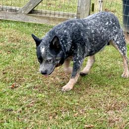 Preacher - Australian Cattle Dog