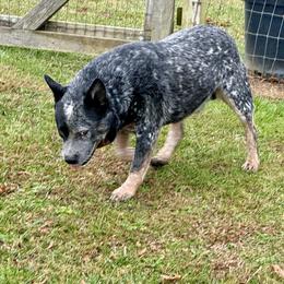 Preacher - Australian Cattle Dog