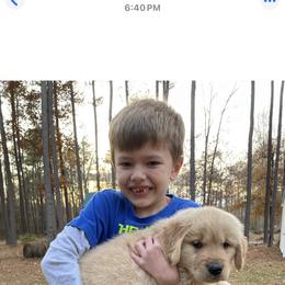 Golden Retriever Puppies from Brighton Golden Retrievers