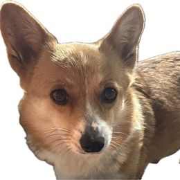 Harper - Pembroke Welsh Corgi