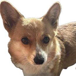 Harper - Pembroke Welsh Corgi
