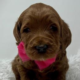 Izzy's Pink Male - Red  male Goldendoodle puppy in Great Falls, Montana from Montana Goldendoodles