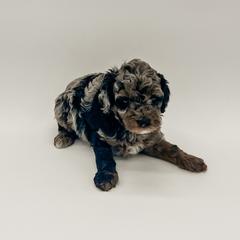 Goldendoodle Puppies from Posh Paws Puppies