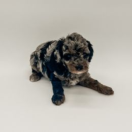 Goldendoodle Puppies from Posh Paws Puppies