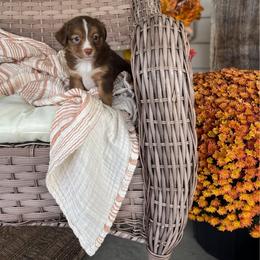 Honey - Red tri female Toy Australian Shepherd puppy in Quincy, Michigan from Ivy Meadows and Friends