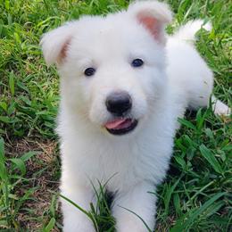 Dark Blue Collar - White male German Shepherd puppy in Bexar County, Texas from Scenic Creek German Shepherds and White Swiss Shepherds