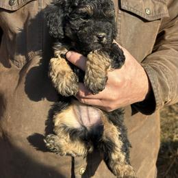 Poodle Puppies from Brick Hill Ranch