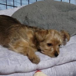 Yorkshire Terriers from Ronda's Yorkshire Terriers