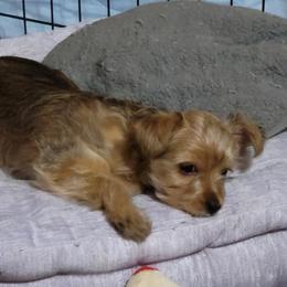 Yorkshire Terriers from Ronda's Yorkshire Terriers