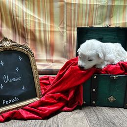 Chessie - White female Berger Blanc Suisse puppy in West Alexandri, Ohio from Twisted Acres