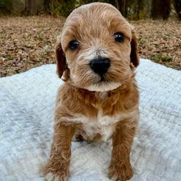 Samwise - Red male Cockapoo puppy in Tallahassee, Florida from Panhandle Pups