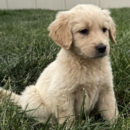 Honey Bear - Cream female Goldendoodle puppy in Billings, Montana from Rising Star Doodles