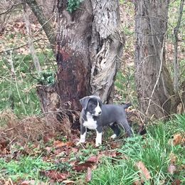 Mountain Cur Puppies from Walnut Ridge Mountain Curs