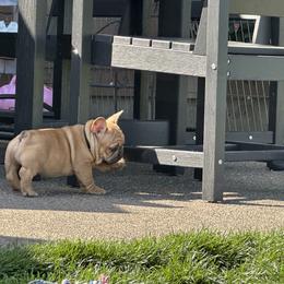 French Bulldog Puppies from Miller Frenchie Farm