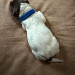 Blue Boy - Liver roan male German Shorthaired Pointer puppy in Alba, Texas from Ballard Gun Dogs