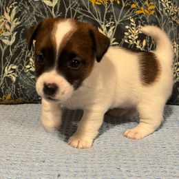 Jack Russell Terriers from Maestro Jacks