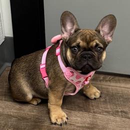 Coco - Fawn female French Bulldog puppy in South Bend, Indiana from Furever Faithful Frenchies LLC