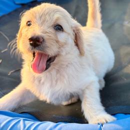 Coral - Cream female Goldendoodle puppy in Wyandotte, Oklahoma from Goldendoodles of NE OK