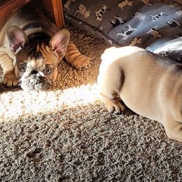 French Bulldog Puppies from 4 Leaf Frenchies
