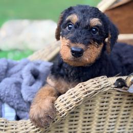 Orange aka Kobe - Black and tan male Airedale Terrier puppy in Mooresville, North Carolina from Farm 55