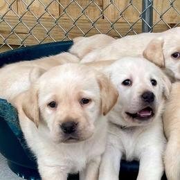 Labrador Retrievers from Circle Tail