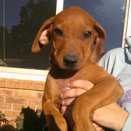Boomer - Rd whtn blk nose male Rhodesian Ridgeback puppy in Carney, Oklahoma from River Run Parson Russell terriers & River Run Ridgebacks