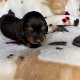 Kanga - Black and tan female Dachshund puppy in Vancouver, Washington from Cascade Minis