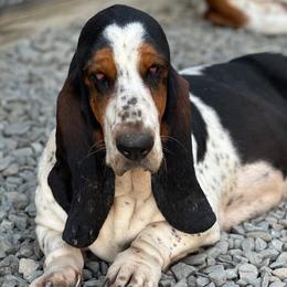 Angelica - Basset Hound