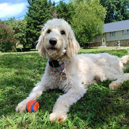 Solly - Goldendoodle