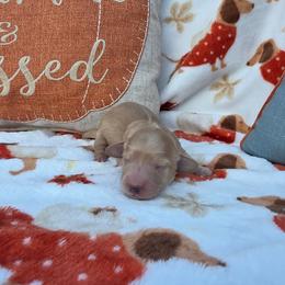 Cream boy - Cream male Dachshund puppy in West Plains, Missouri from Spring Creek Dachshunds