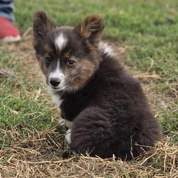 Female 1 - Black and white female American Corgi puppy in Portland, North Dakota from Sliding stop corgis