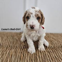 Red Girl - Parti female Labradoodle puppy in Payson, Utah from Utah County Labradoodles