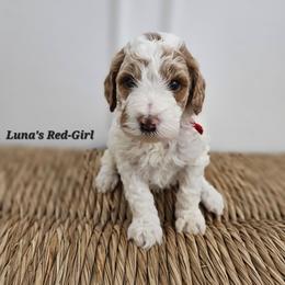 Red Girl - Parti female Labradoodle puppy in Payson, Utah from Utah County Labradoodles