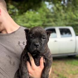 Green - Black brindle male Cane Corso puppy in Opelousas, Louisiana from Azelees Cane Corso