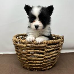 Luna (fluffy) - Brindle and white female American Corgi puppy in Waco, Texas from The Comma Corgis