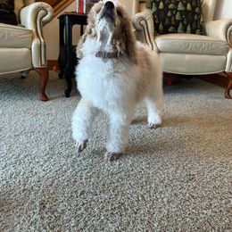 Pembroke Welsh Corgi and Poodle Puppies from Blue Diamond Kennel