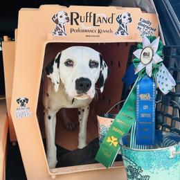 Dalmatian puppies from Lazy B Bassets and Dalmatians