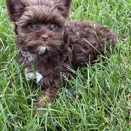 Thor - Liver male Yorkshire Terrier puppy in Knoxville, Tennessee from Rainbow Bliss Yorkies