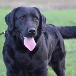 Nyufa - Black female Labrador Retriever puppy in Viroqua, Wisconsin from Riverine Retrievers