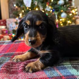 Dancer - Black and tan female Dachshund puppy in Mascot, Tennessee from Magnolia Pearl Dachshunds