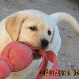 Labrador Retriever Puppies from Sandia Labradors