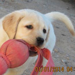 Labrador Retriever Puppies from Sandia Labradors