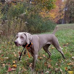 Weimaraners from SureShot Weimaraners