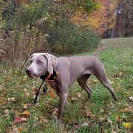 Weimaraners from SureShot Weimaraners