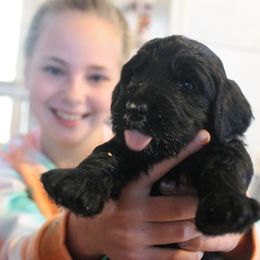 Goldendoodle Puppies from WNC Mountain Doodles