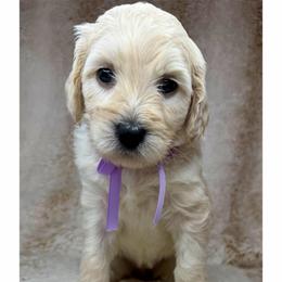 Harmony - Cream female Australian Labradoodle puppy in Upland, California from Kings Labradoodles