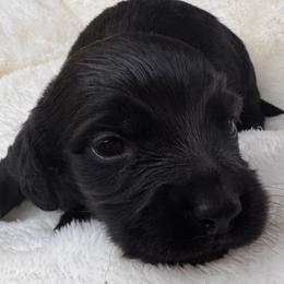 Salem - Black and tan female Dachshund puppy in Wallingford, Kentucky from Hensley Homestead Dachshunds