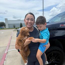 Pink Collar Girl - Apricot female Goldendoodle puppy in Pasadena, Texas from Knightsbane Standard Poodles